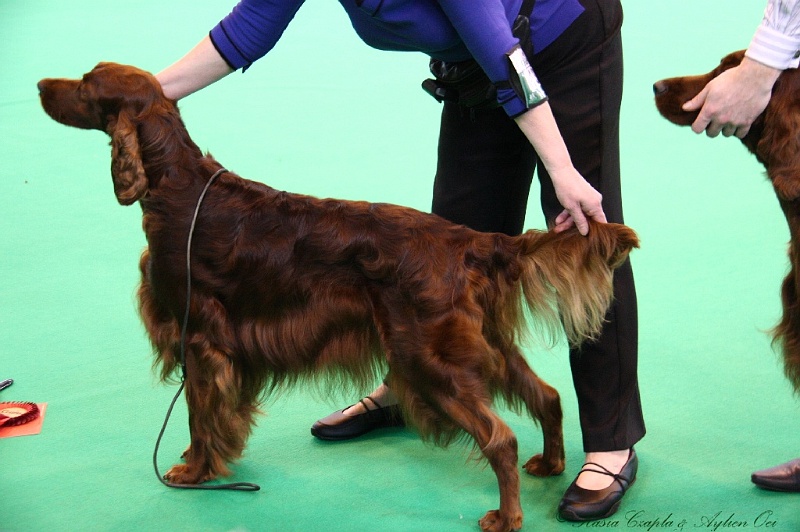 Crufts2011 613.jpg